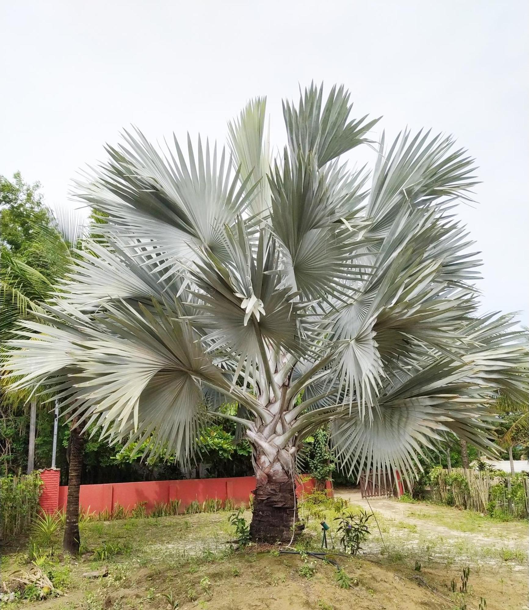 Casa Cumuruxatiba, Natureza E Charme Екстериор снимка
